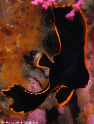 Juvenile batfish. Picture taken under the pier in Dauin, ... by Anouk Houben 